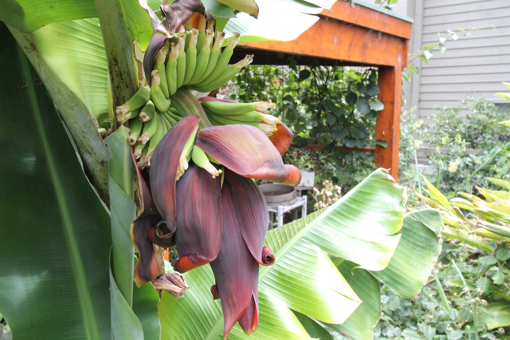 Banana flower and fruit