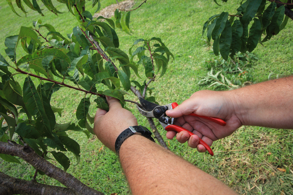 Nectarine Pruning