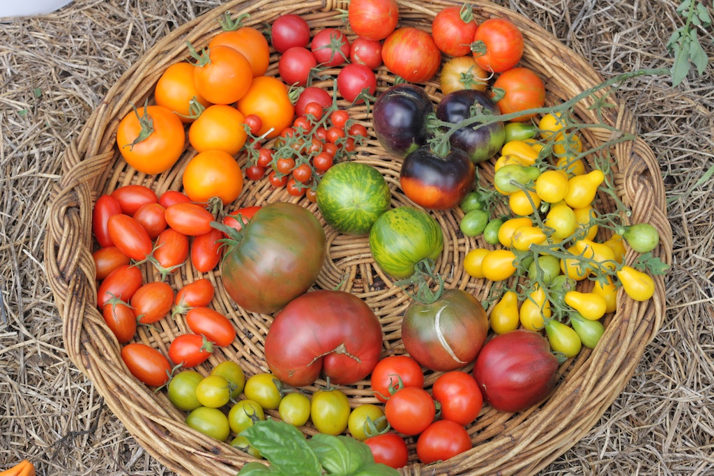Tomatoes of many colours.
