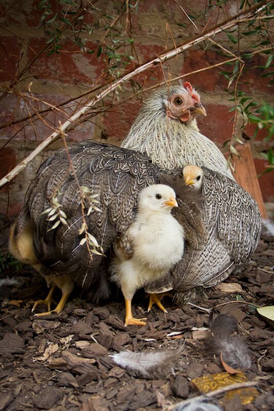 Pekin hen and chicks