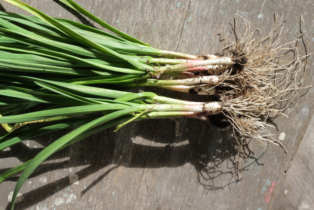 Grow garlic sprouts - ABC Organic Gardener Magazine