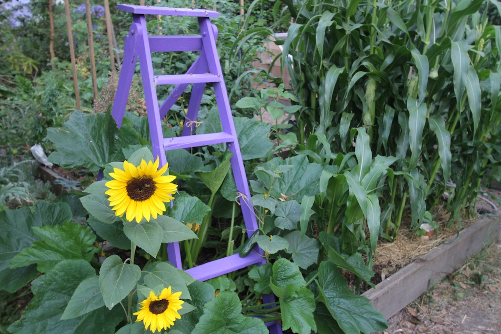 Purple ladder climbing frame
