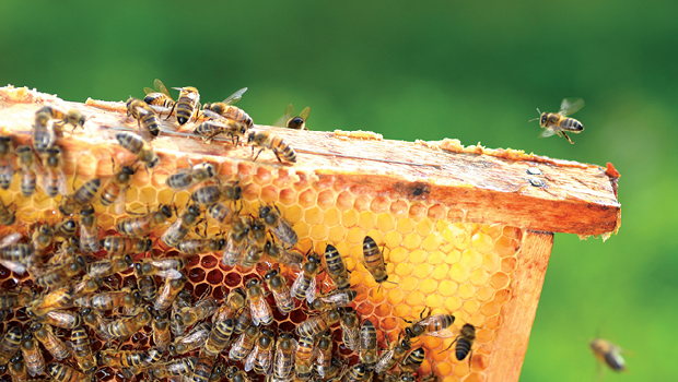 Natural honeycomb showing brood, pollen and capped honey