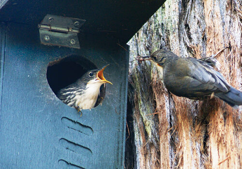 White-Throated Treecreepers using nesting boxes.