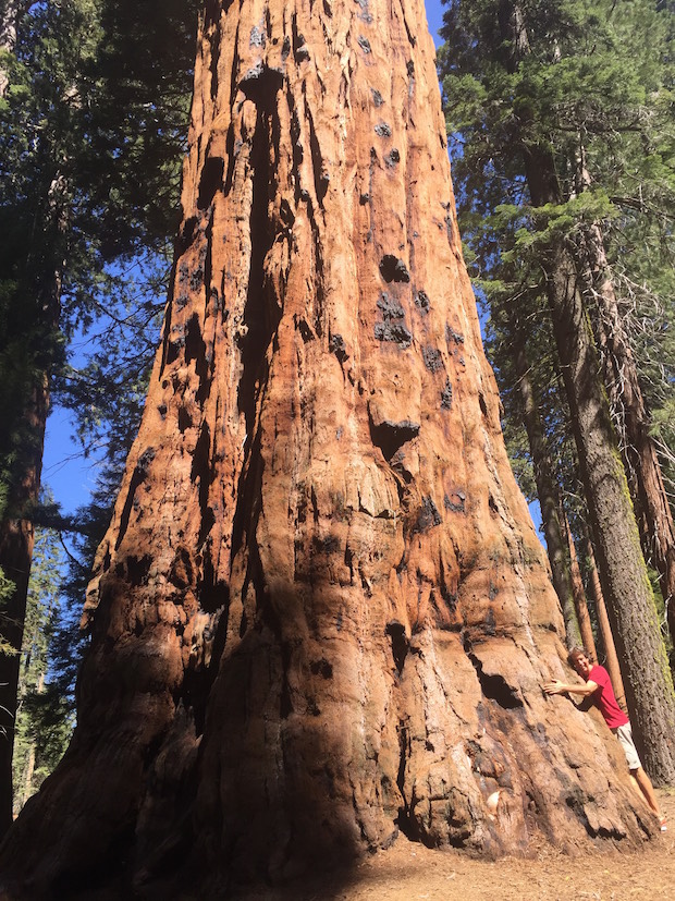 Dr Reese Halter and the sequoia