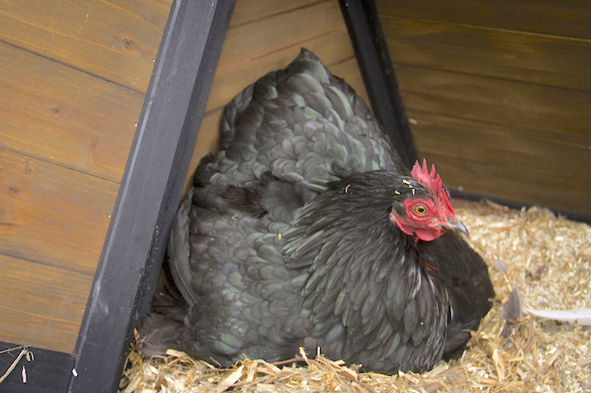 Chicken in nesting box