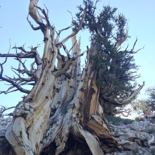Ancient bristlecone pines