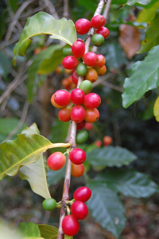Coffee cherries ripe for picking