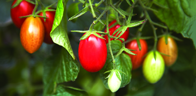 Tomatoes varieties for slicing, stuffing, sauces and more