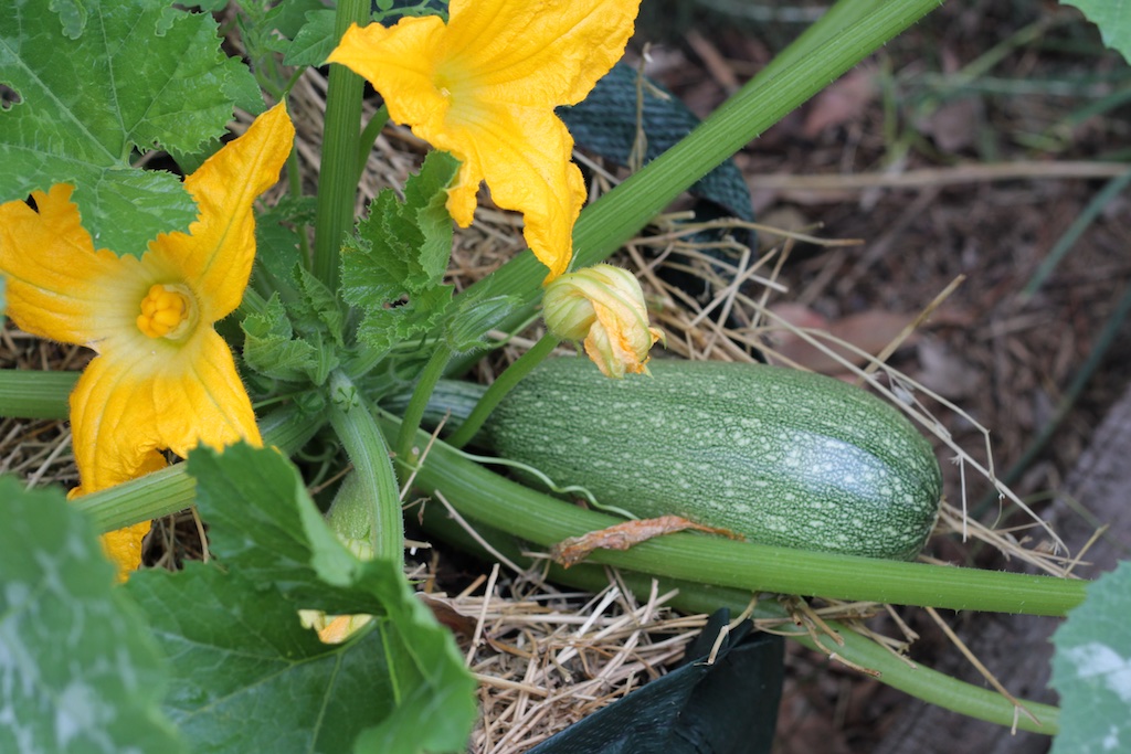 Zucchini are a fast growing summer crop