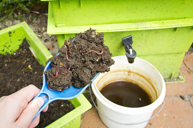 Worm liquid is a relatively easy-to-produce home-made liquid fertiliser.