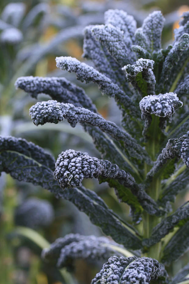 Frost on kale leaves