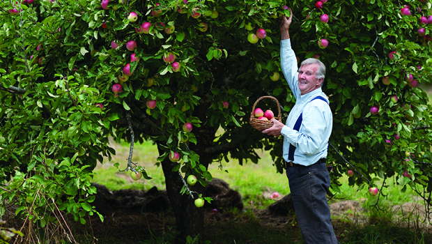 Peter Cundall harvests apples