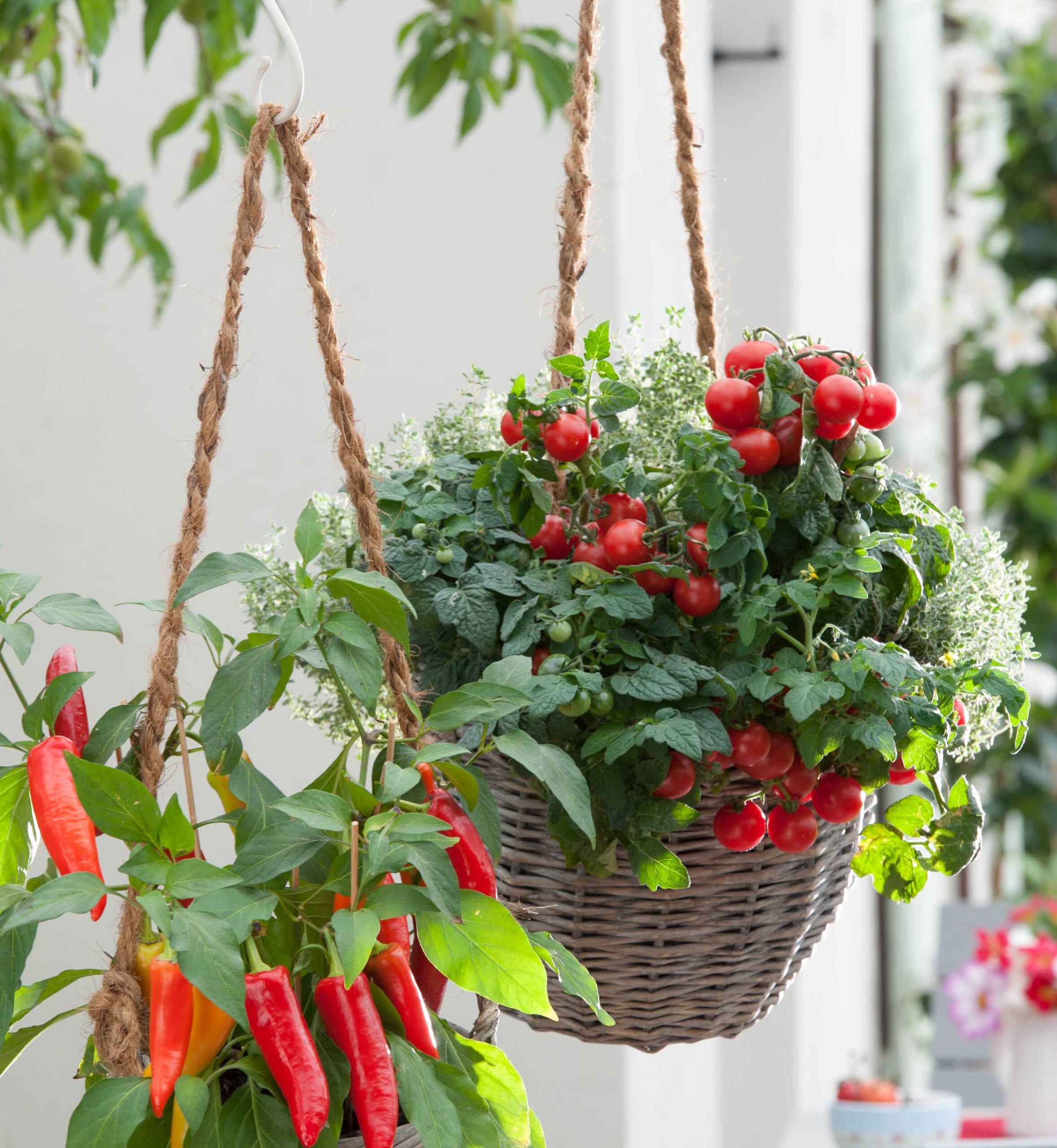 Growing tomatoes in pots and baskets