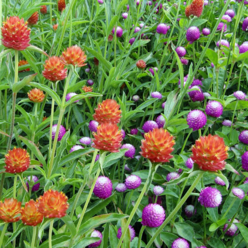 Purple and orange Gomphrena