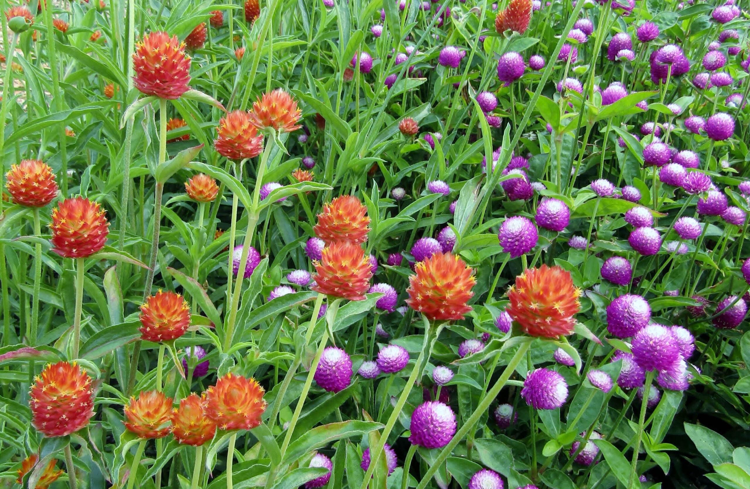 Purple and orange Gomphrena