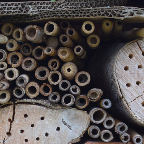 Bee hotels can be made from a mix of wood, stems, straws, mud and sand.