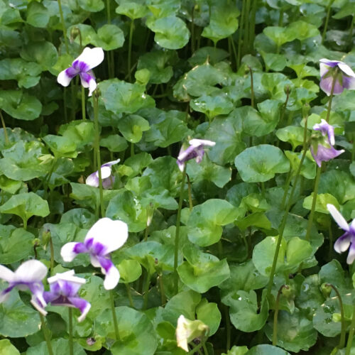 Native violets ground cover