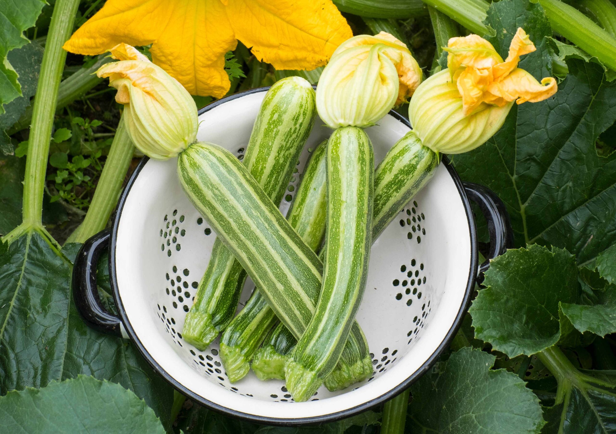Zucchini: one of the great vegie garden staples!
