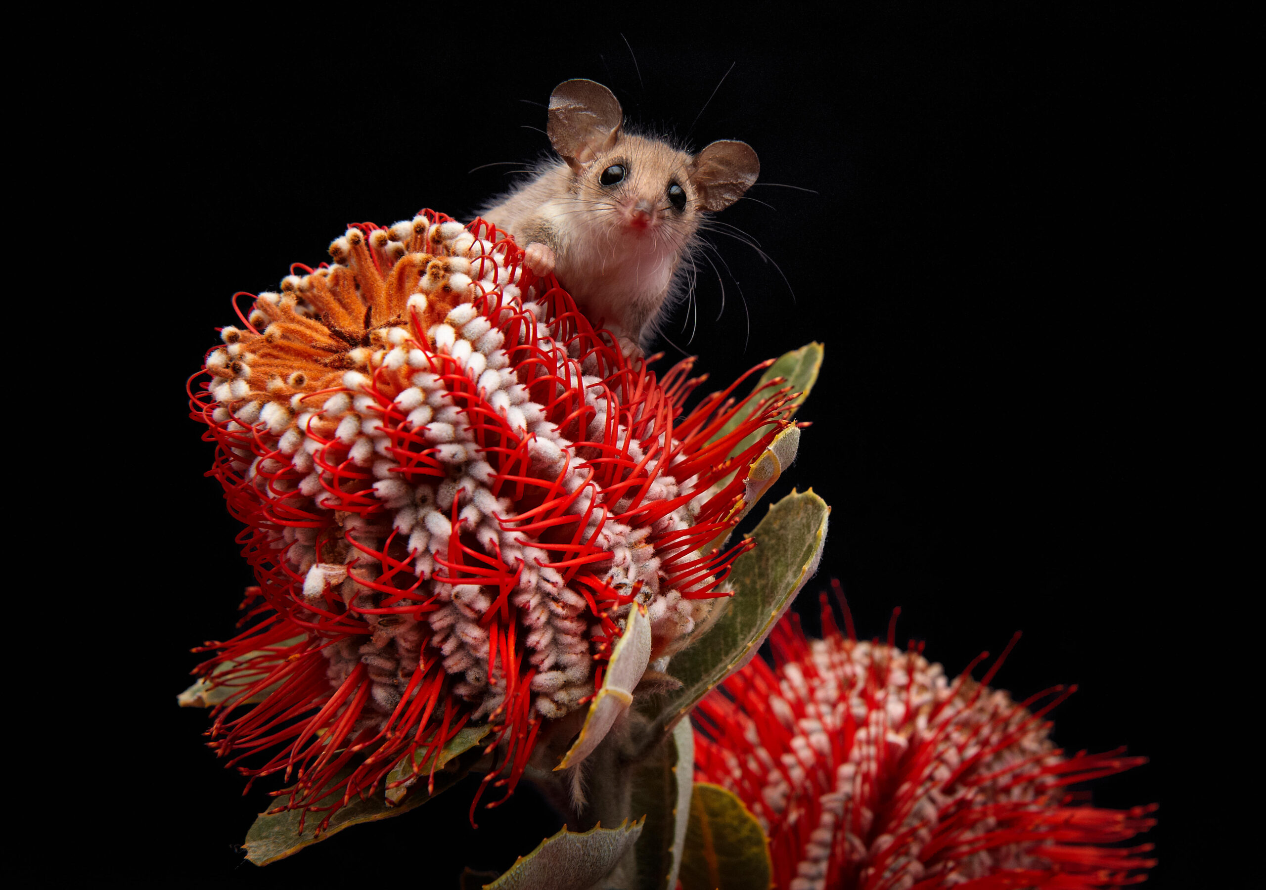 The dramatic decline in the bogong moth population has had a deleterious impact on the endangered pygmy possum.
