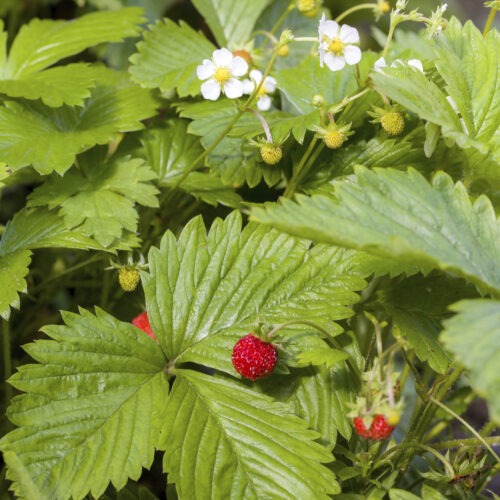 Alpine strawberries