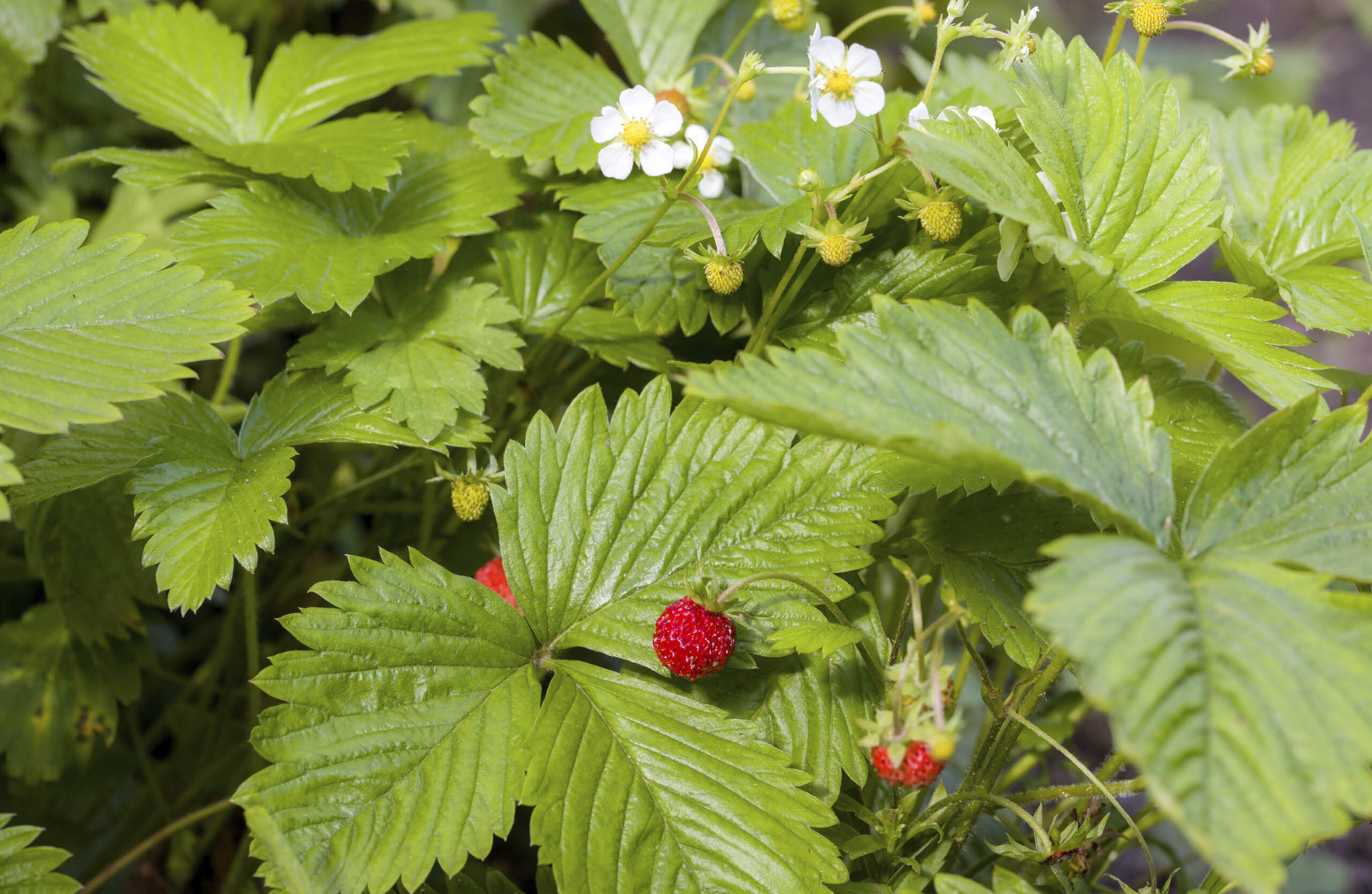 Alpine strawberries