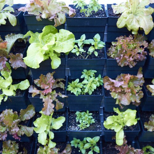 Basil and lettuce vertical garden