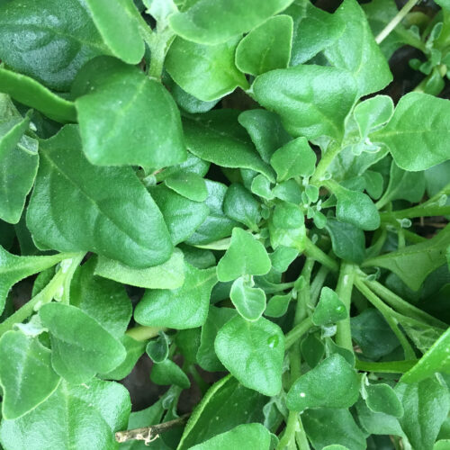 Warrigal greens are an edible succulent.