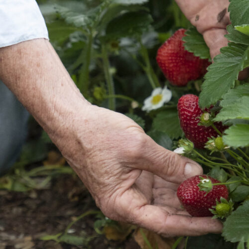 Person picking fresh strawberries.