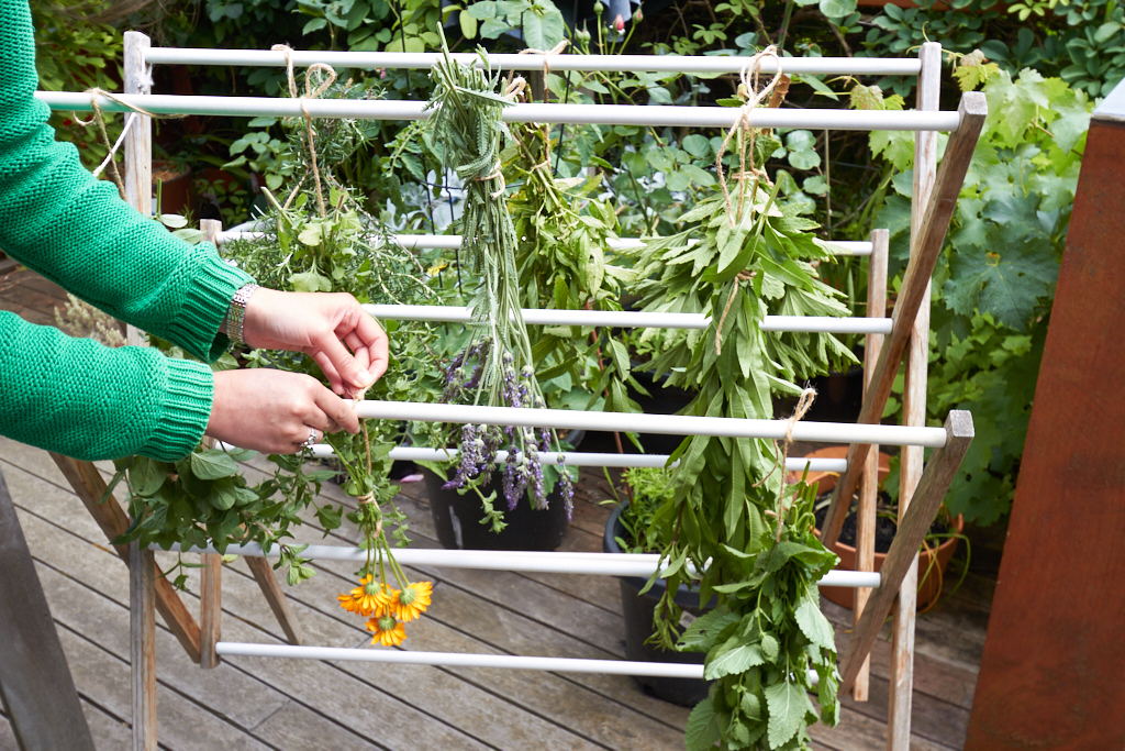Hanging herbs on clothes horse