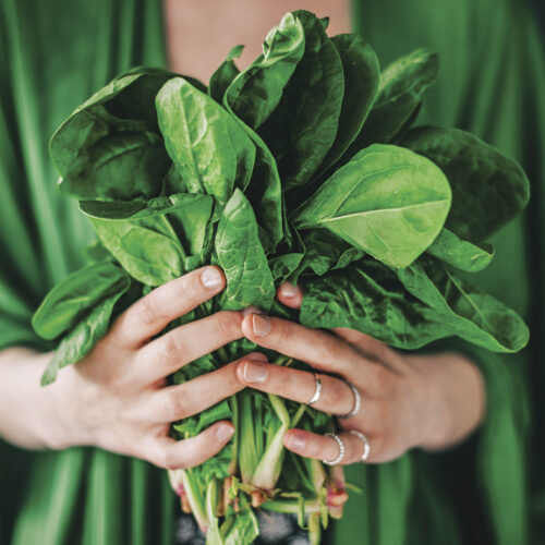 English spinach loves the cool season.