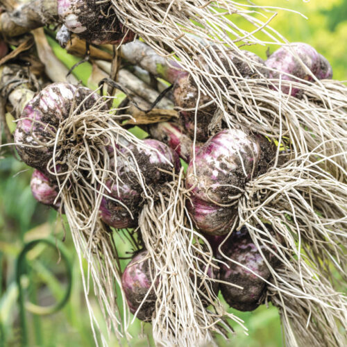 Harvesting garlic.