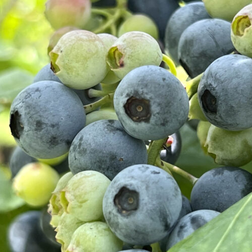 ripe and unripe blueberries growing on a bush on a farm