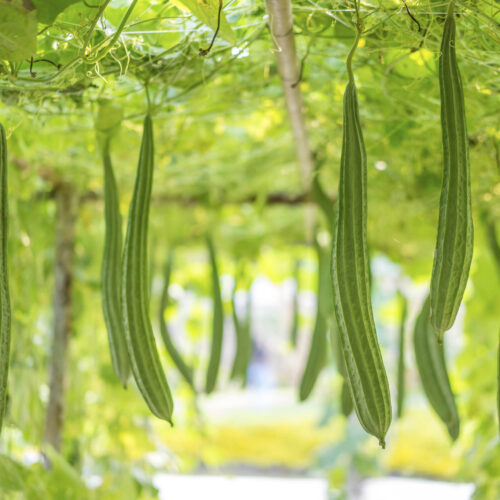 Fresh Luffa acutangula or Angled gourd in a vegetable garden, ready to harvest.