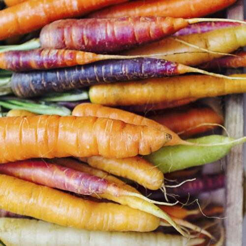 Freshly picked carrots of a variety of colours.