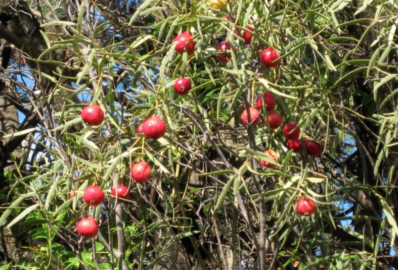 The fruits have a good amount of sweet and tart flesh around a large seed.