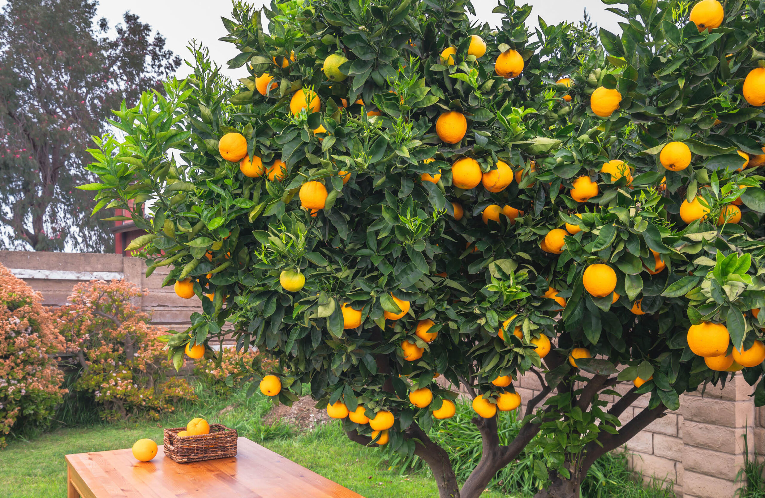Soil secrets for citrus success
