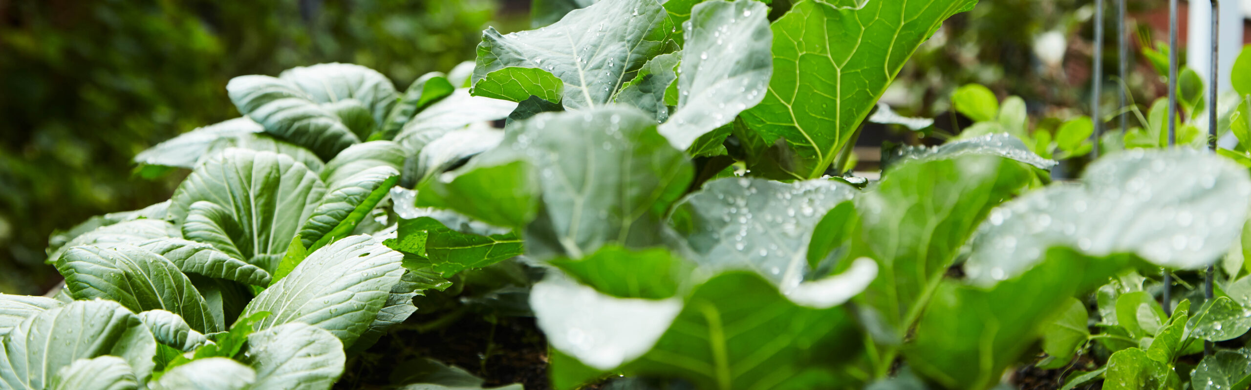 Green leaved vegetables in a raised bed.