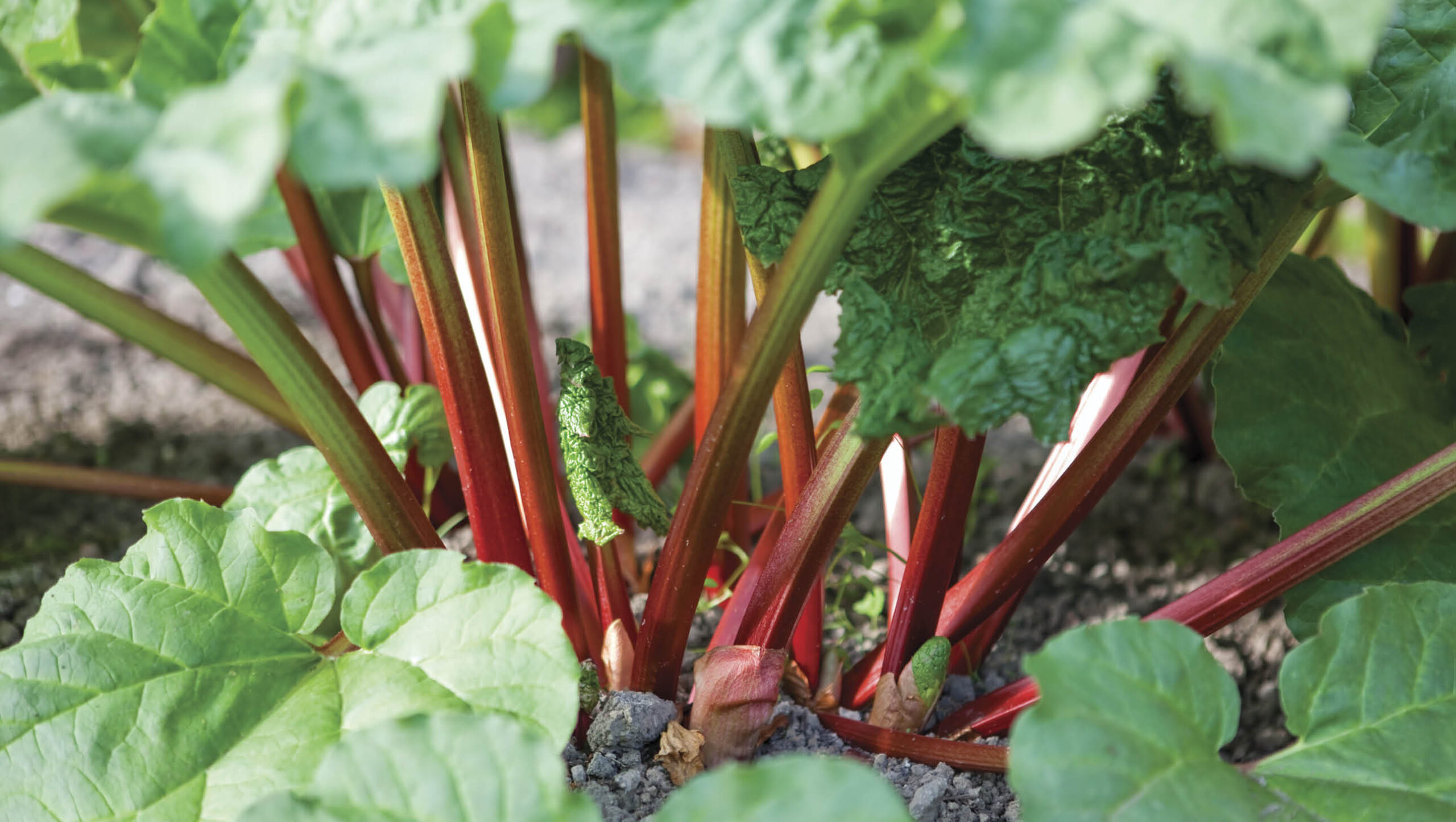 Only the stalks of rhubarb are edible.