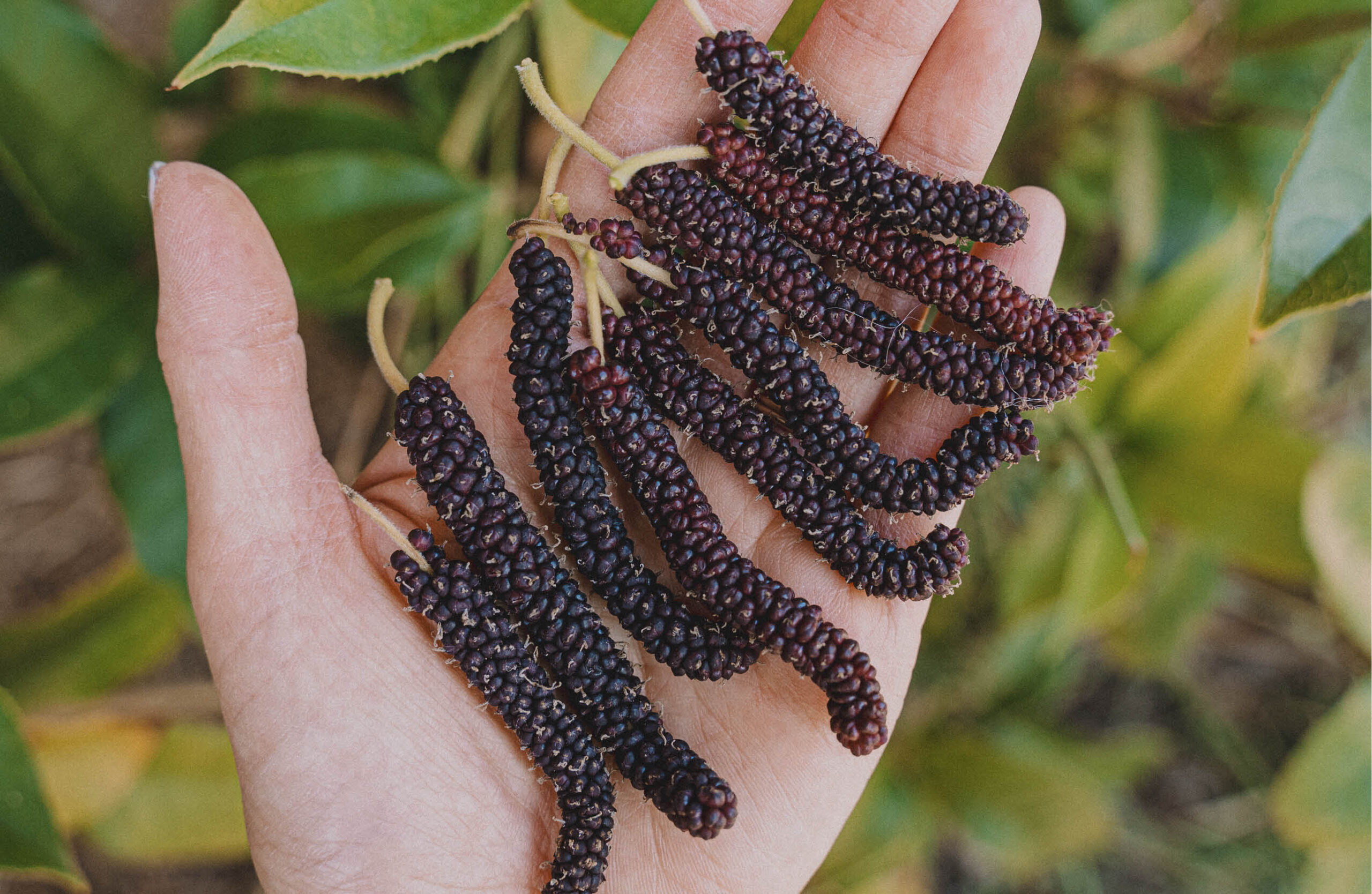 Add mulberry foliage and fruit to your garden