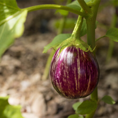 Eggplant on a vine/