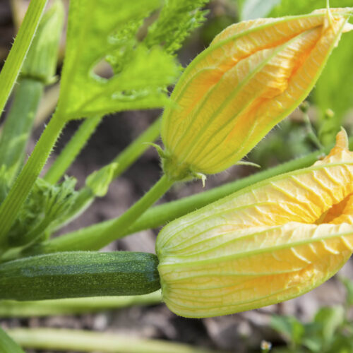 How to pollinate zucchini plants