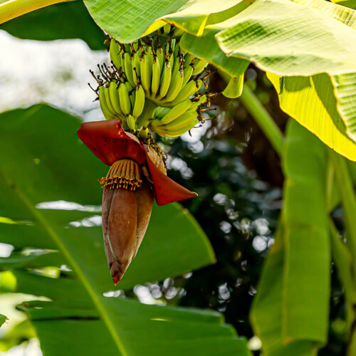 Banana flower hanging below a bunch of young bananas.