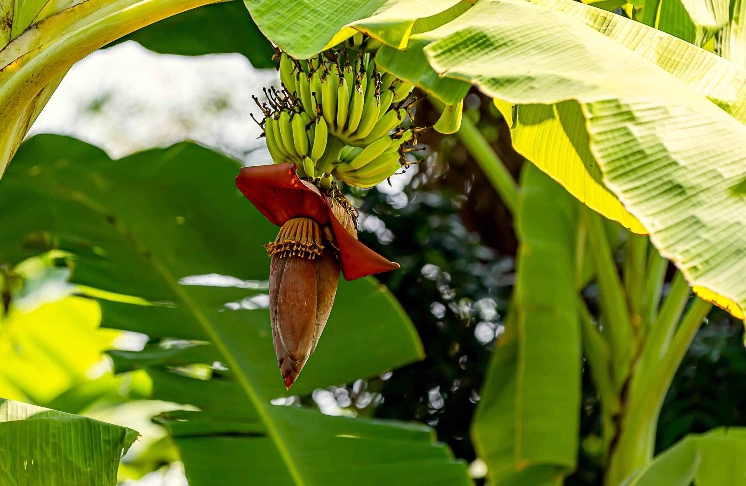 Banana flower hanging below a bunch of young bananas.