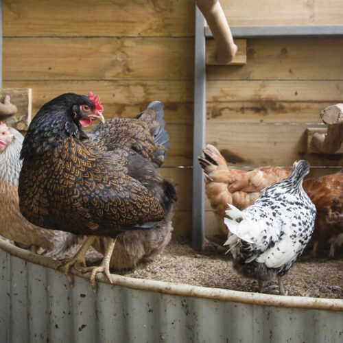 A henhouse with a number of chooks scratching in a sandbox. One chook, a barnevelder, is sitting on the edge of the sandbox.