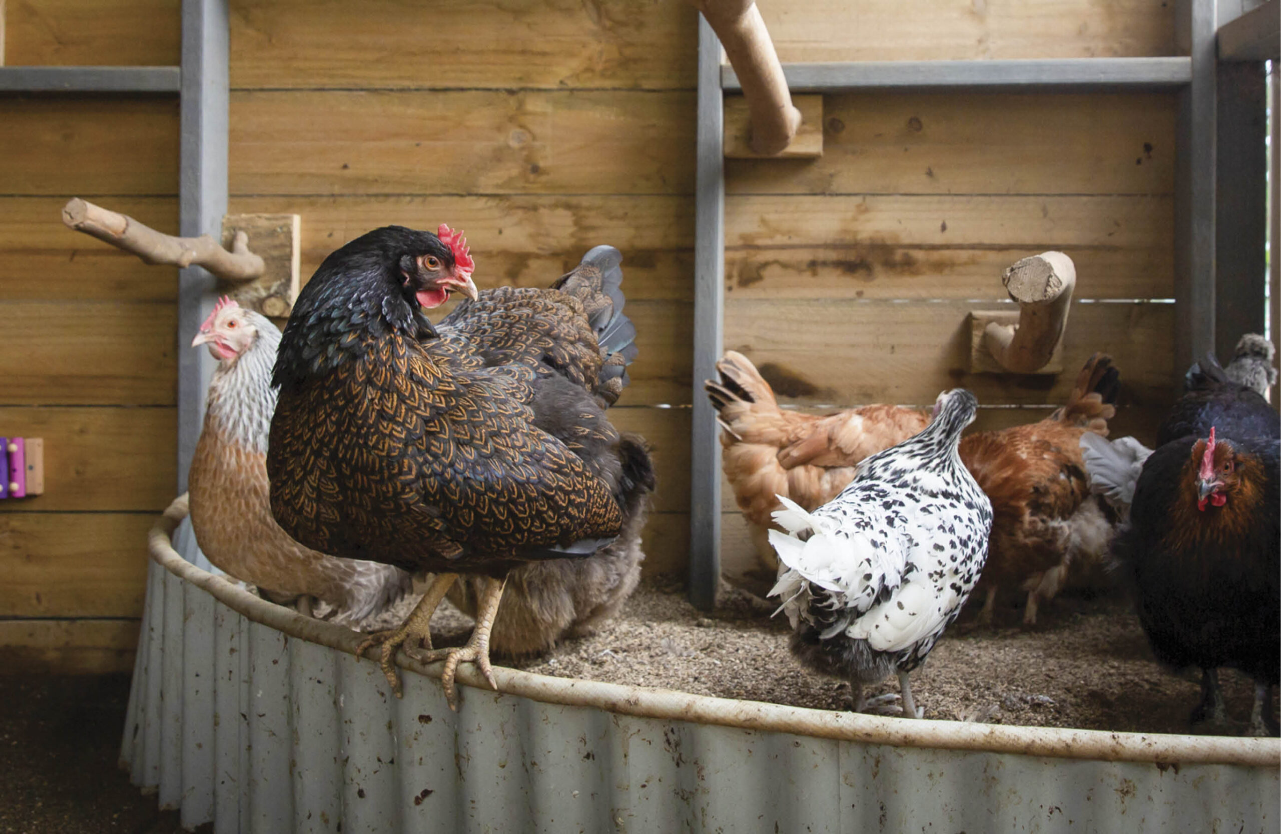 A henhouse with a number of chooks scratching in a sandbox. One chook, a barnevelder, is sitting on the edge of the sandbox.