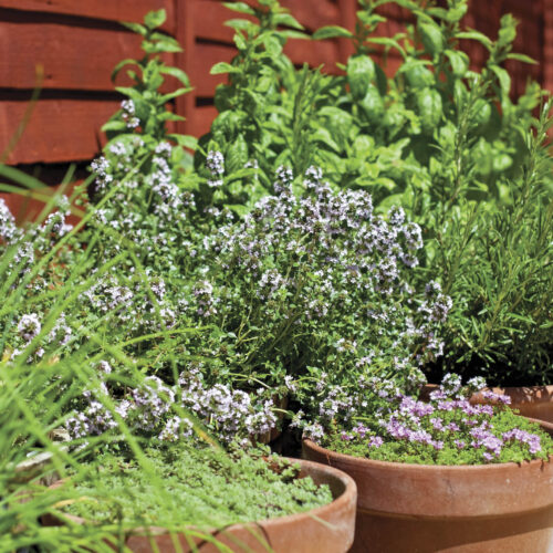 Herbs, such as thyme and rosemary, thrive in terracotta pots.