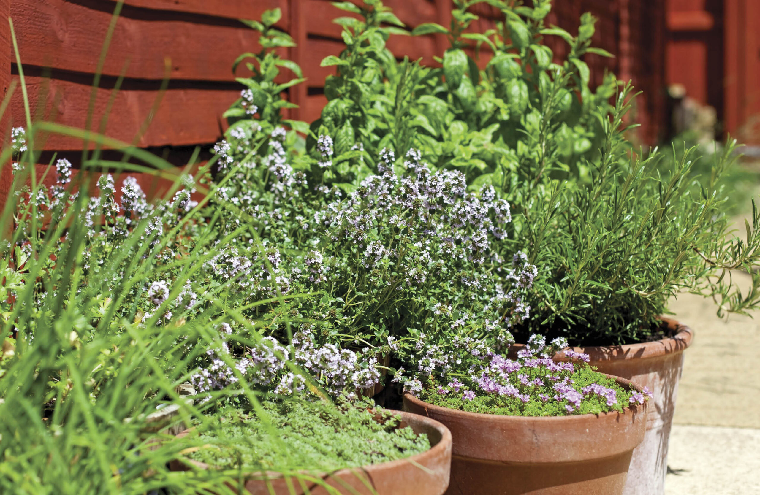 Herbs, such as thyme and rosemary, thrive in terracotta pots.