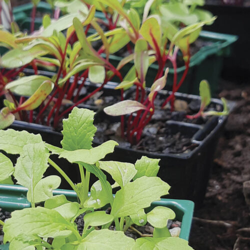 Seedlings growin in multicell punnets.