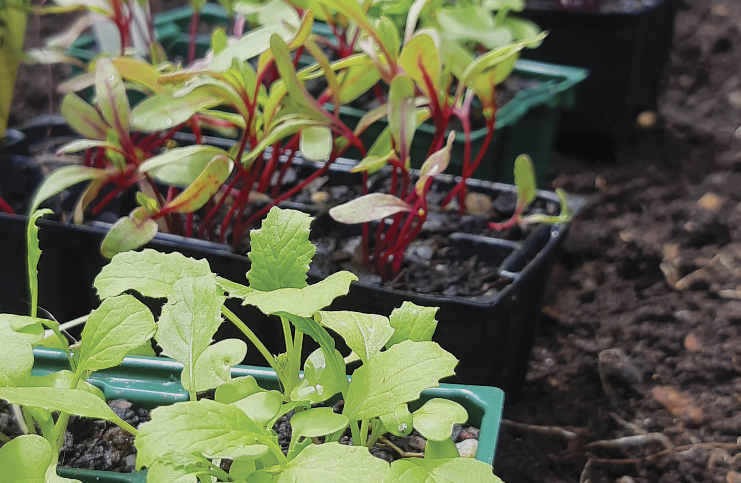 Seedlings growin in multicell punnets.